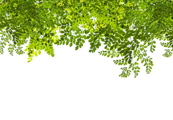 Green leaves isolated on white background.

