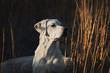 Weißer labrador retriever hund welpe im kornfeld bei sonnenuntergang