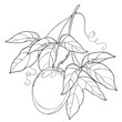 Vector branch with outline Passion fruit or Maracuya fruit and leaf isolated on white background. Perennial tropical plant in contour style for exotic summer design and coloring book.