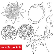 Vector Set With Outline Passion Fruit Or Maracuya. Half Fruit, Leaf And Flower Isolated On White Background. Perennial Tropical Plant In Contour Style For Exotic Summer Design And Coloring Book.