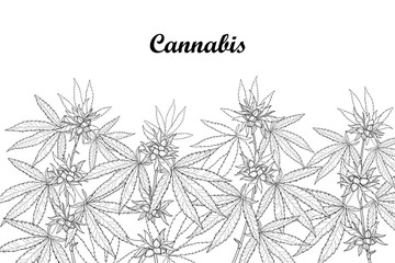 Vector field with outline Cannabis sativa or Cannabis indica or Marijuana. Branch, leaves and seed isolated on white background. Medicinal plant in contour style for summer design and coloring book.