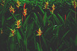 Heliconia Flowers Plants in the dark,vintage color tone