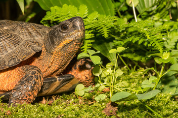 Wall Mural - A close up of a Wood Turtle in the wild.