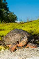 Wall Mural - A close up of a Wood Turtle in the wild.