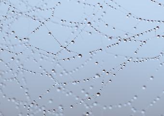 Wall Mural - spider web