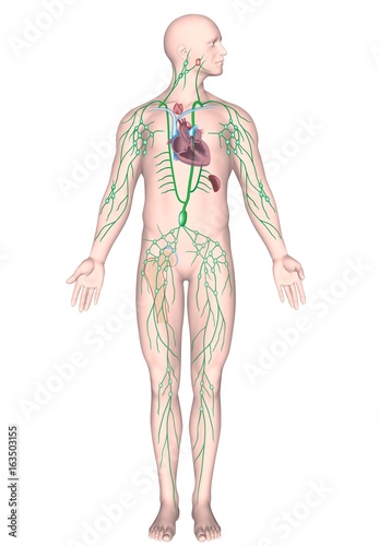 Human Lymphatic System Unlabeled Stock Illustration Adobe Stock