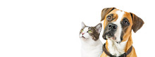 Dog And Cat Together On White Horizontal Banner