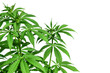 Marijuana plant on white background