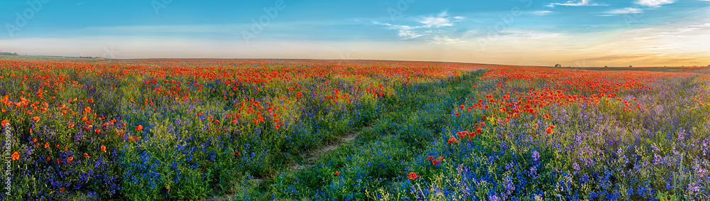 Big Panorama of poppies and bellsflowers field with path - obrazy, fototapety, plakaty 