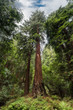 Dramatic vertical redwood tree