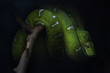Green snake on a branch with black background