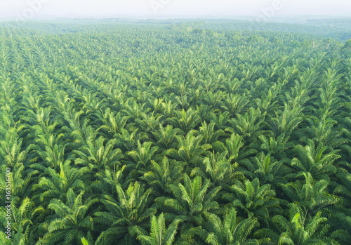 Fotografía Arial view of palm plantation at east asia