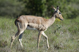 Fototapeta Sawanna - Impala, South Africa