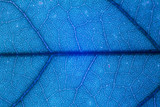 Fototapeta Łazienka - Blur blue leaf texture for background indicating UV pollution and modernization