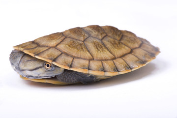 Wall Mural - Geoffroy’s side-necked turtle, Phrynops geoffroanus