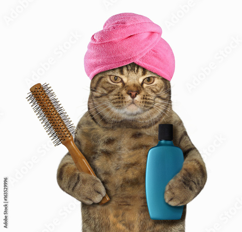 Zdjęcie XXL Kot w turbanie trzyma szczotkę do włosów i butelkę szamponu. Białe tło.