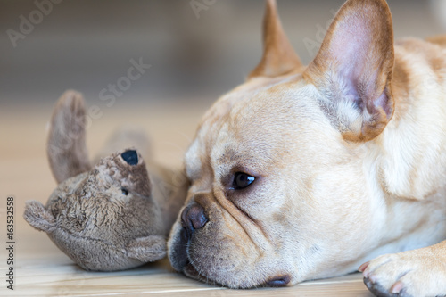 frenchie teddy