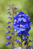 Fototapeta  - Beautiful Blue Flower Of Delphinium Grow In Summer Garden.