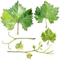 Set of grape leaves, watercolor sketch