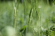 © Ingrid - Wheat