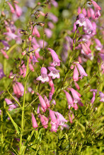 Pink Beardtongue Flowers (Penstemon)
