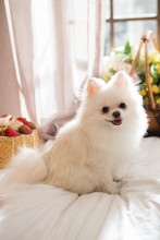 Pomeranian On The Bed
