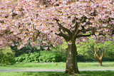Fototapeta Tulipany - Kwitnące drzewo wiosną w ogrodzie