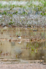 Wall Mural - Little ringed plover standing at the waters edge with reflections