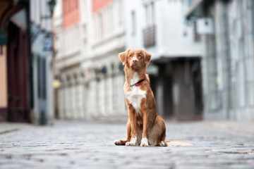 nova scotia duck tolling retriever dog posing in the city