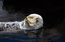 Sea Otter Floating In The Water