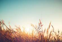 Beautiful Autumn Season Background - Wild Grass With Sunset And Blue Sky In Fall.