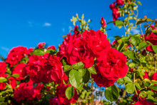 Red Roses Bush In The Garden