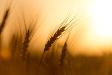 Ears Of Wheat On The Background Of A Golden Sunset