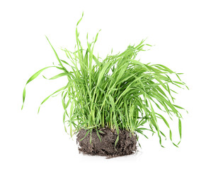 Poster - Green grass on white background