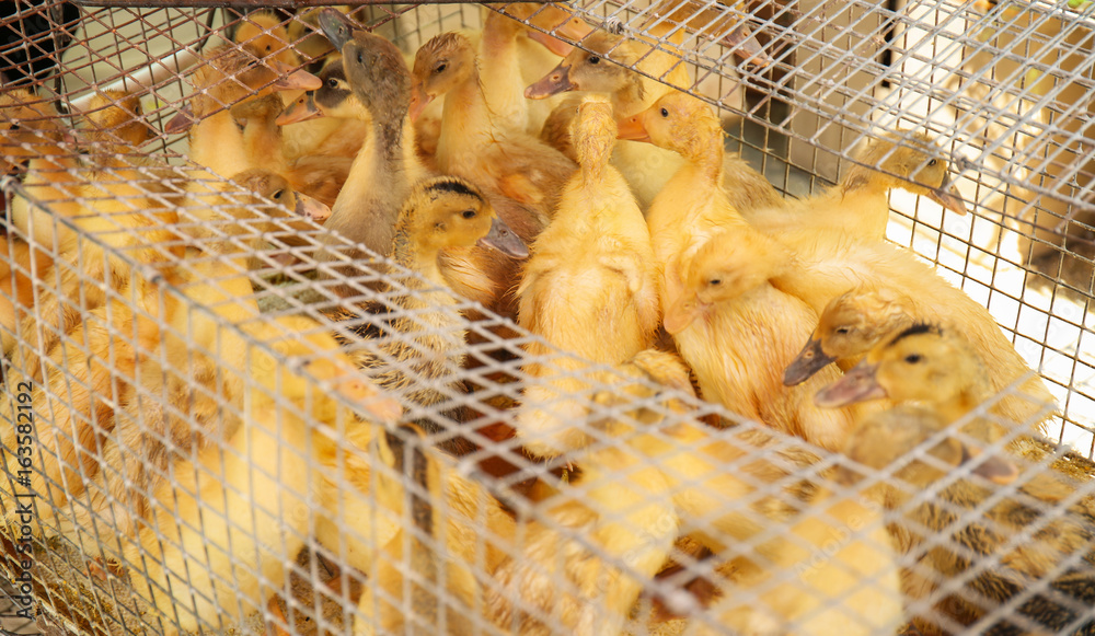 Little cute ducklings in cage