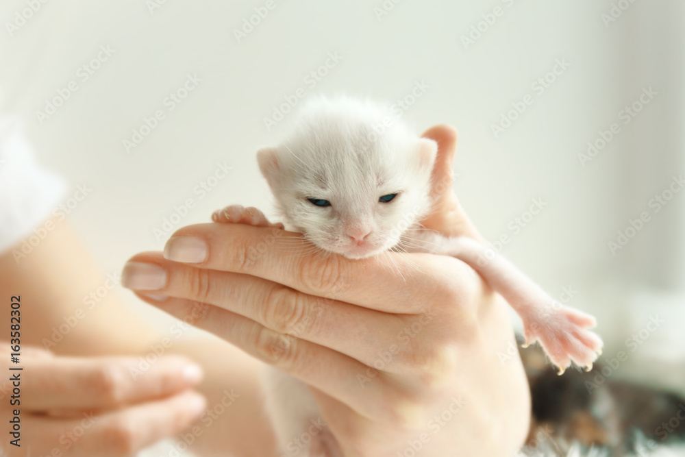 Owner holding cute little kitten at home