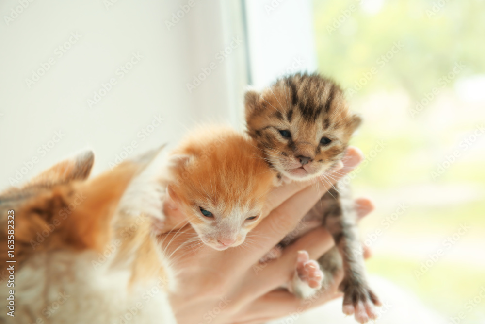 Owner holding cute little kittens at home