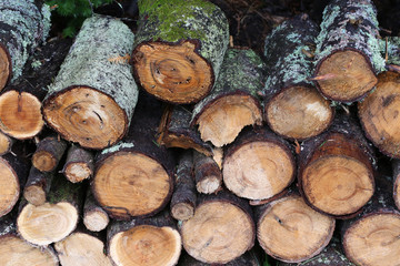 Logs covered with moss