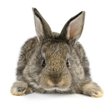 Little Baby Rabbit Isolated On White