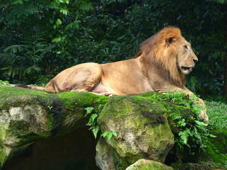 A lion with an amazing mane lies on a rock against the background of the rainforest