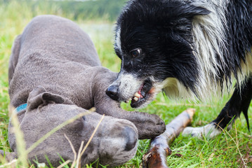 Border Collie shows his teeth to a young Pitbull