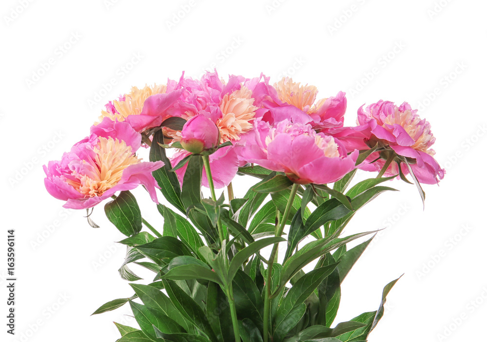 Bouquet of beautiful peonies on white background