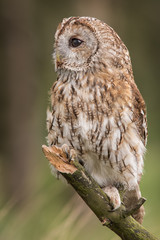 Aufkleber - upright vertical portrait photograph of a Tawny owl perched on a branch looking to the left