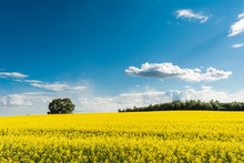 rapeseed field and blue sky with clouds on a sunny day