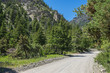 Gravel road leads into a pine forest in the western Rocky Mountains of the United States.