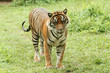 sumatrae tiger