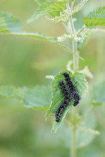 Aglais Io - Caterpillar