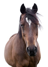 Portrait Of A Bay Horse On A White Background