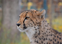 Close Up Side Profile Portrait Of Cheetah
