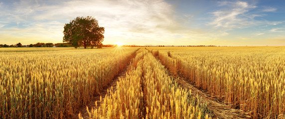 Poster - Gold Wheat flied panorama with tree at sunset, rural countryside